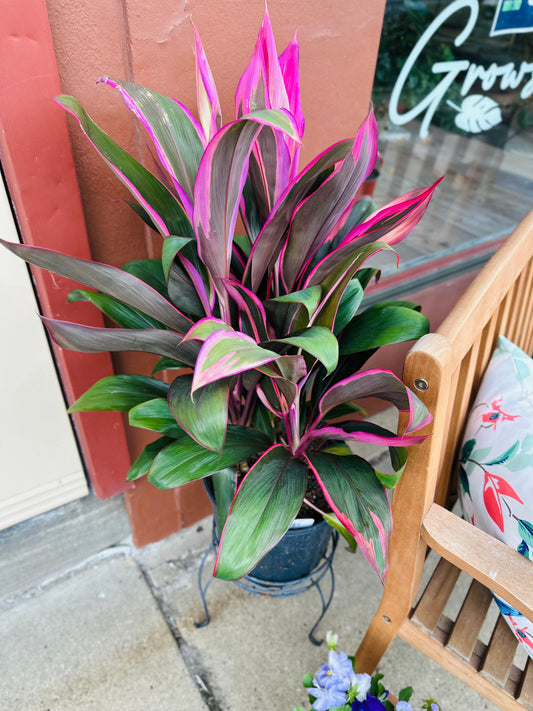 6" Cordyline Maria