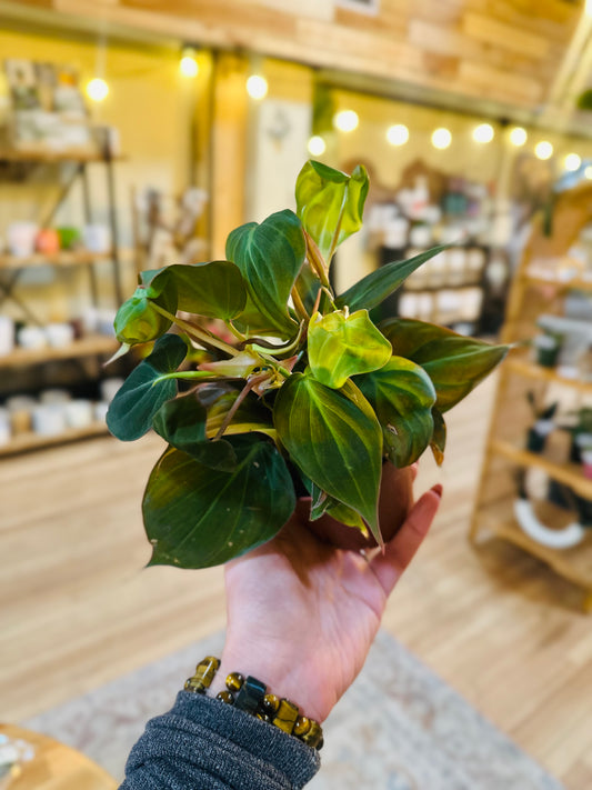 4" Philodendron Micans