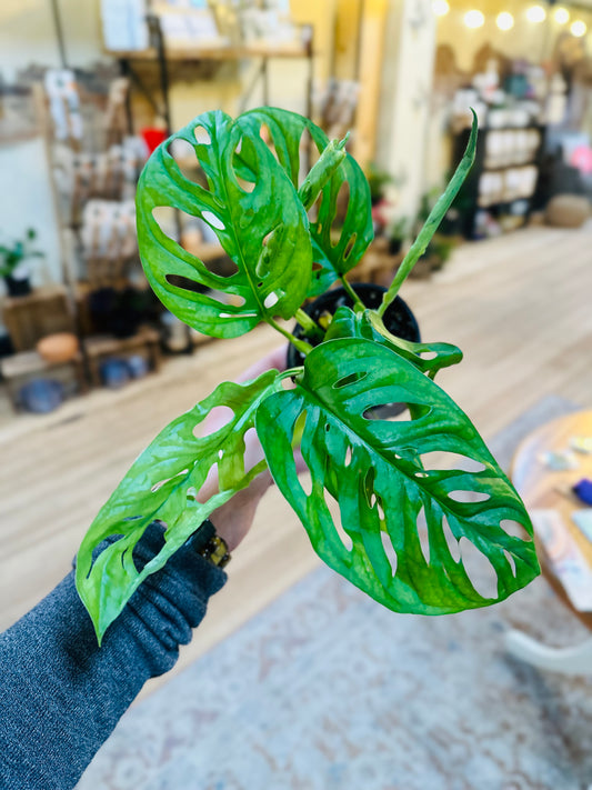 4" Monstera Adansonii