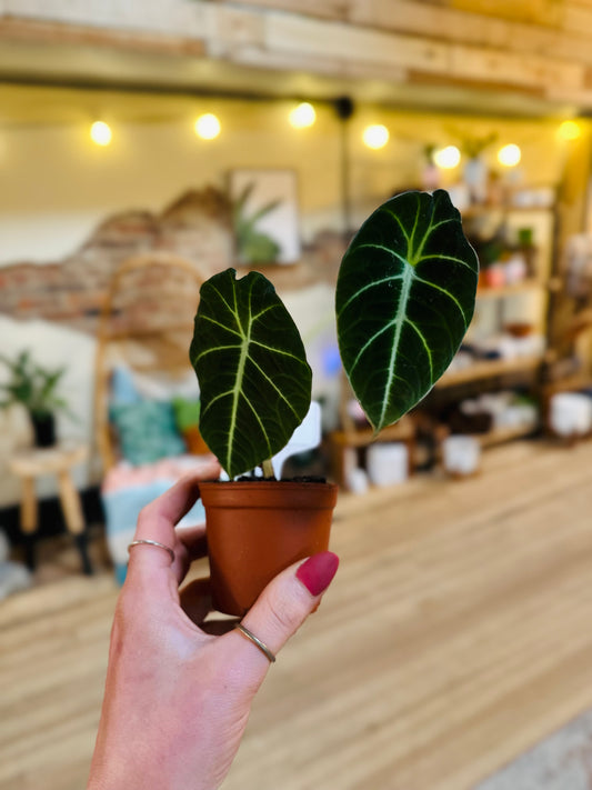 3" Alocasia Black Velvet