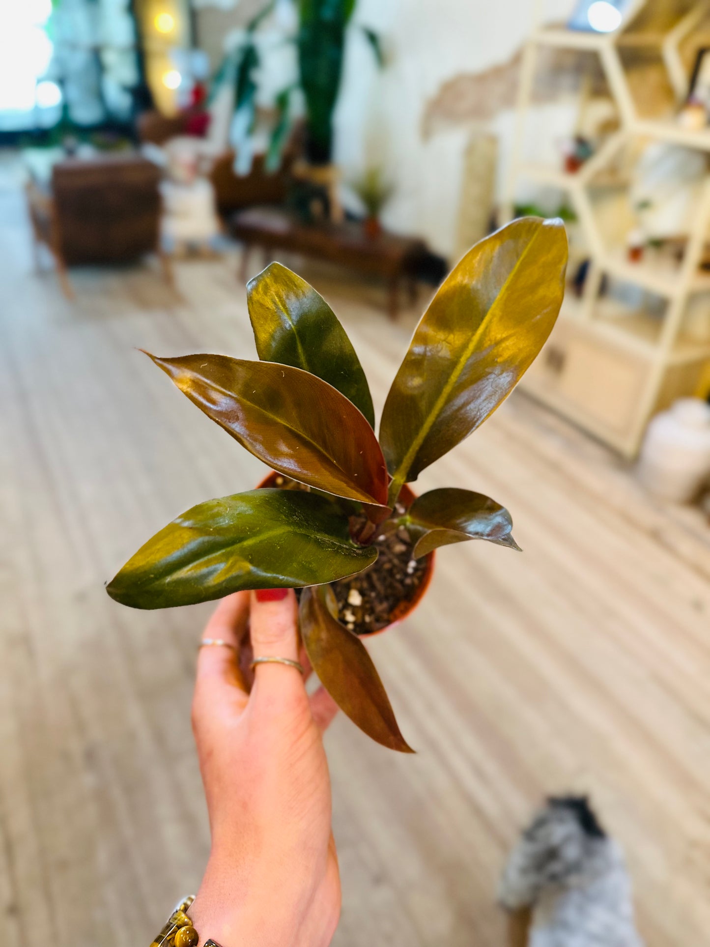 3" Philodendron Imperial Red