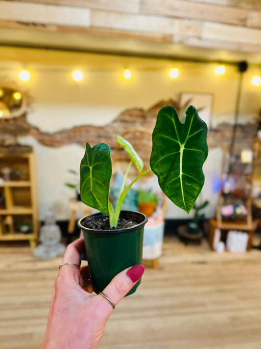 3.5" Alocasia Velvet Elvis