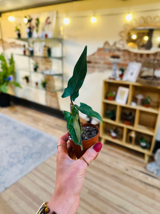 3.5" Alocasia Lauterbachiana