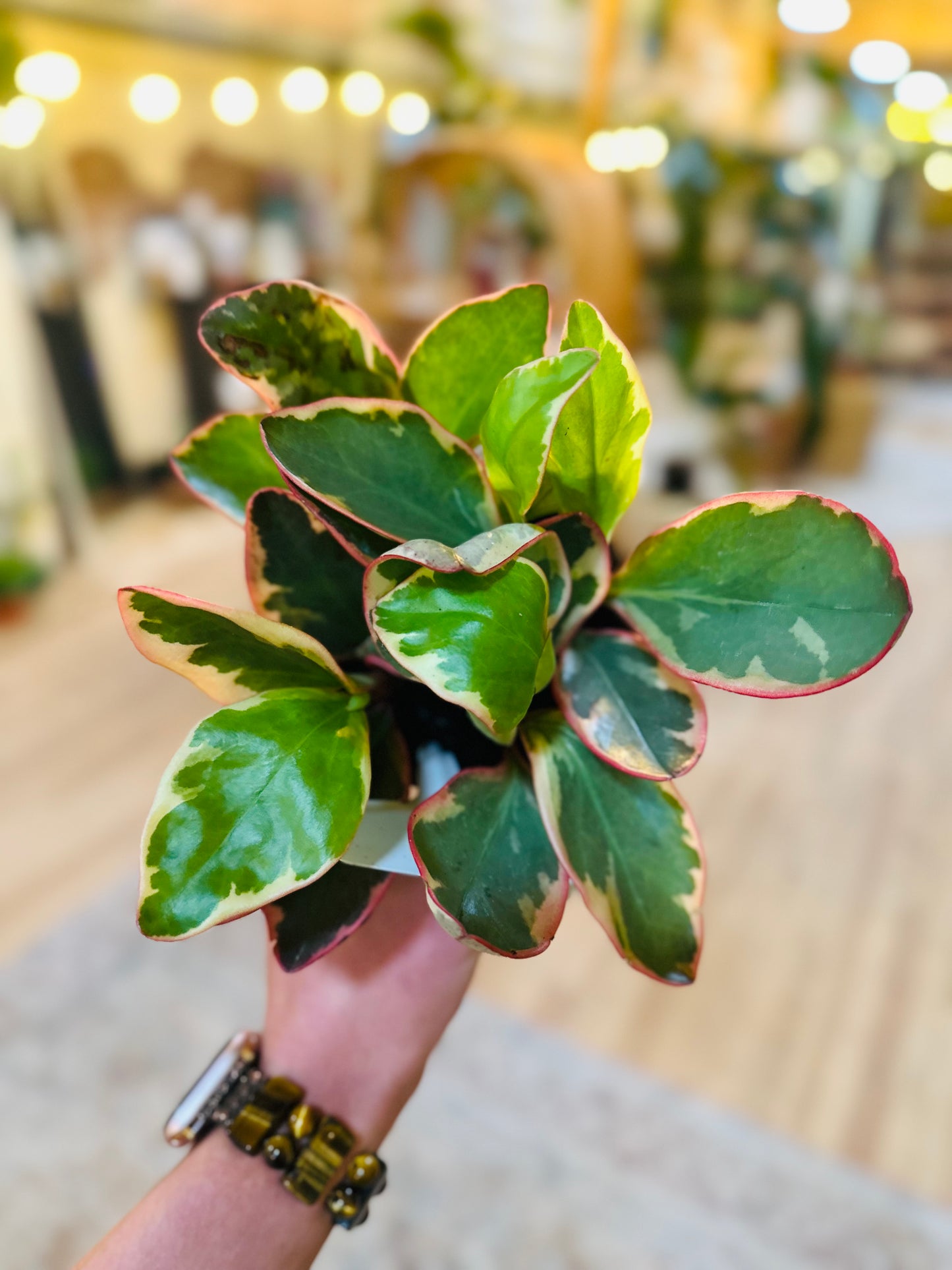 4" Peperomia Ginny
