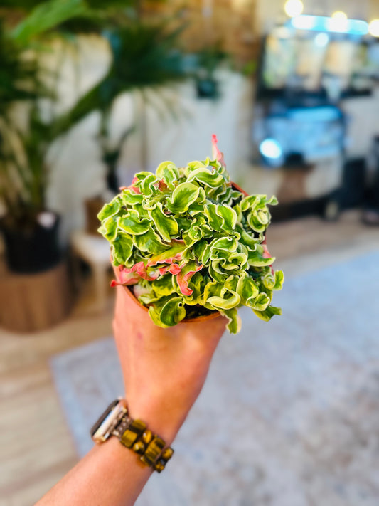 4" Curly Pink Devil's Backbone