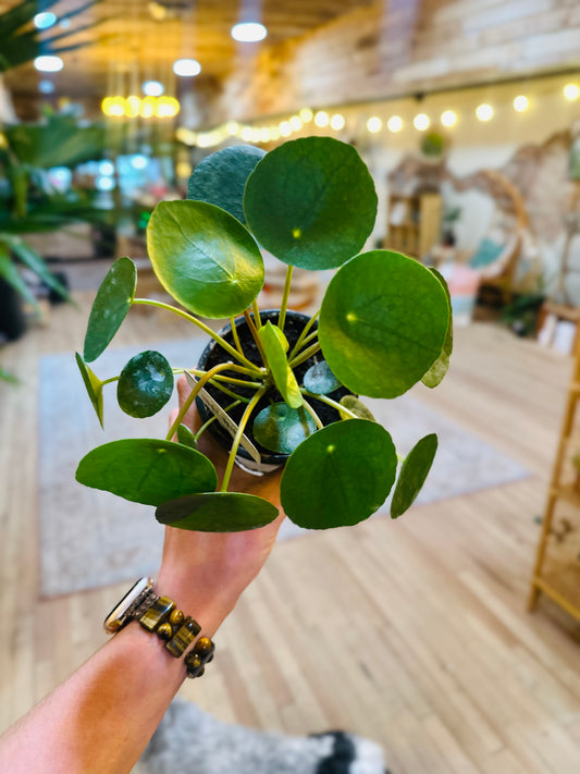 4" Pilea Peperomioides