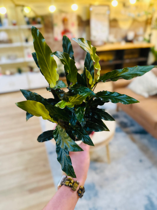 4" Calathea Rufibarba