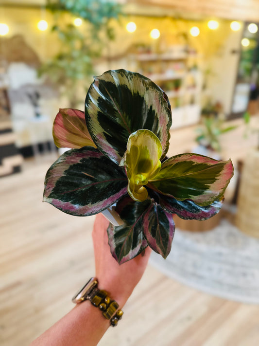 4" Calathea Roseopicta