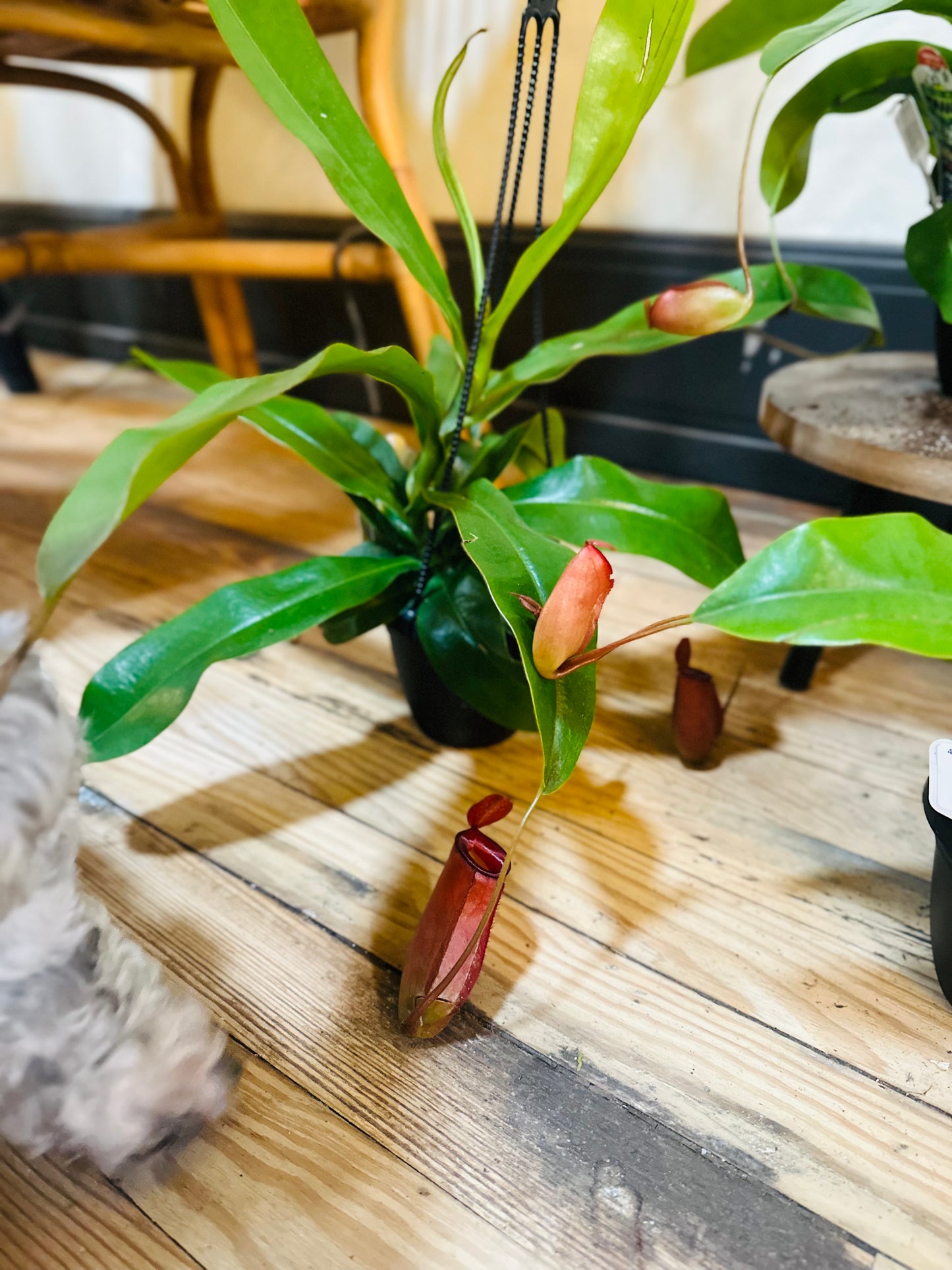 4.5" Nepenthes Pitcher Plant Basket