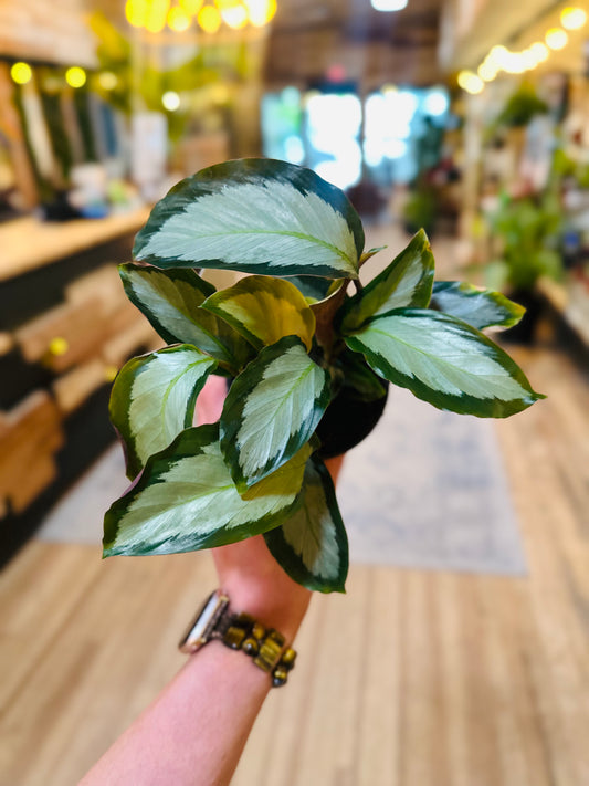 4" Calathea Picturata