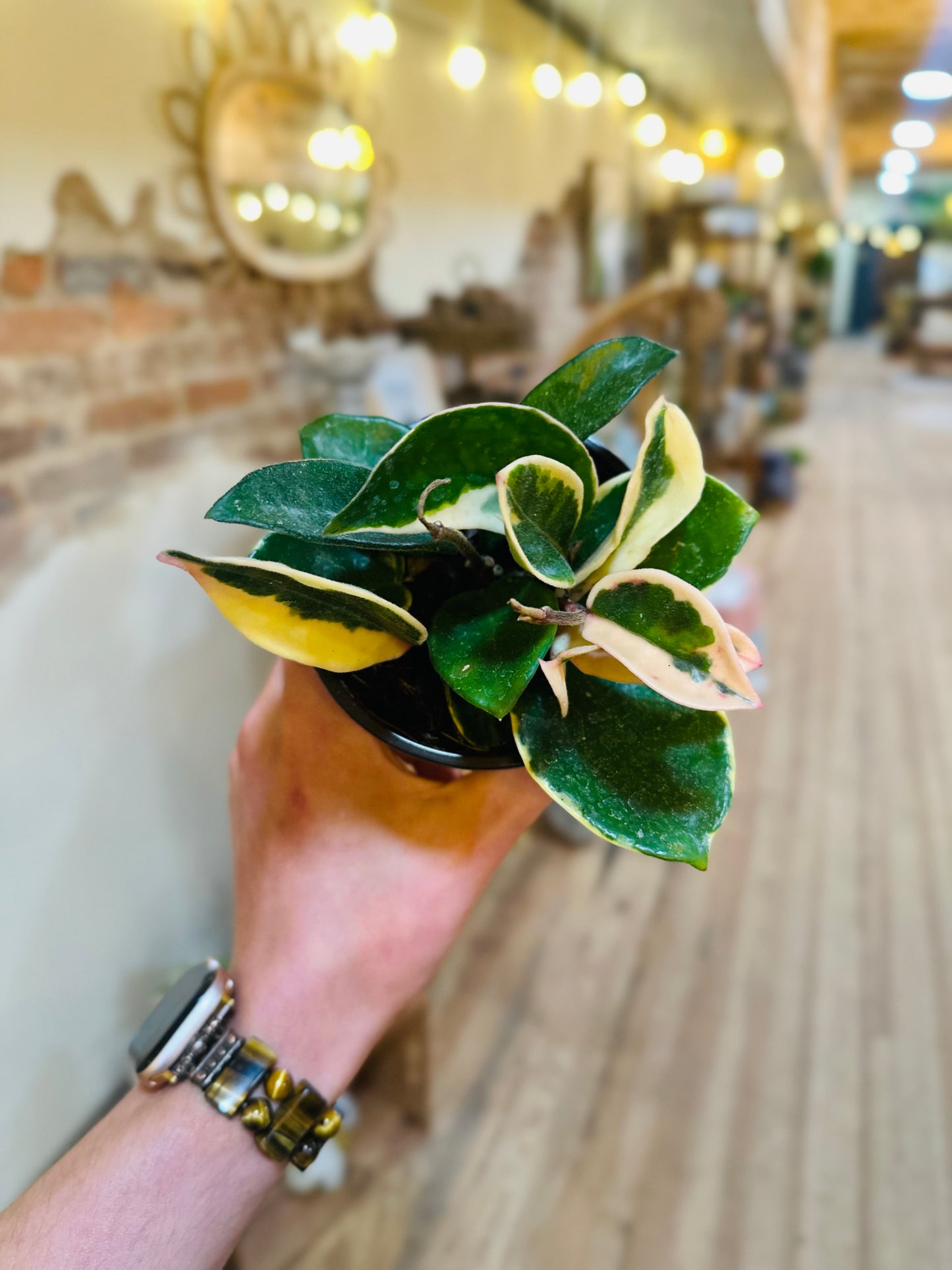 4" Hoya Krimson Queen