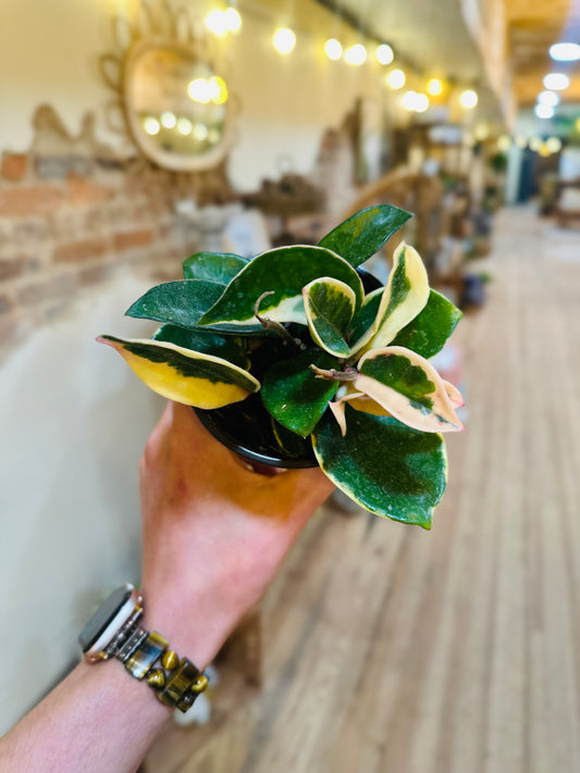 4" Hoya Krimson Queen