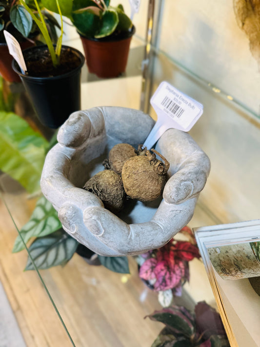 Stephania Erecta Bulb