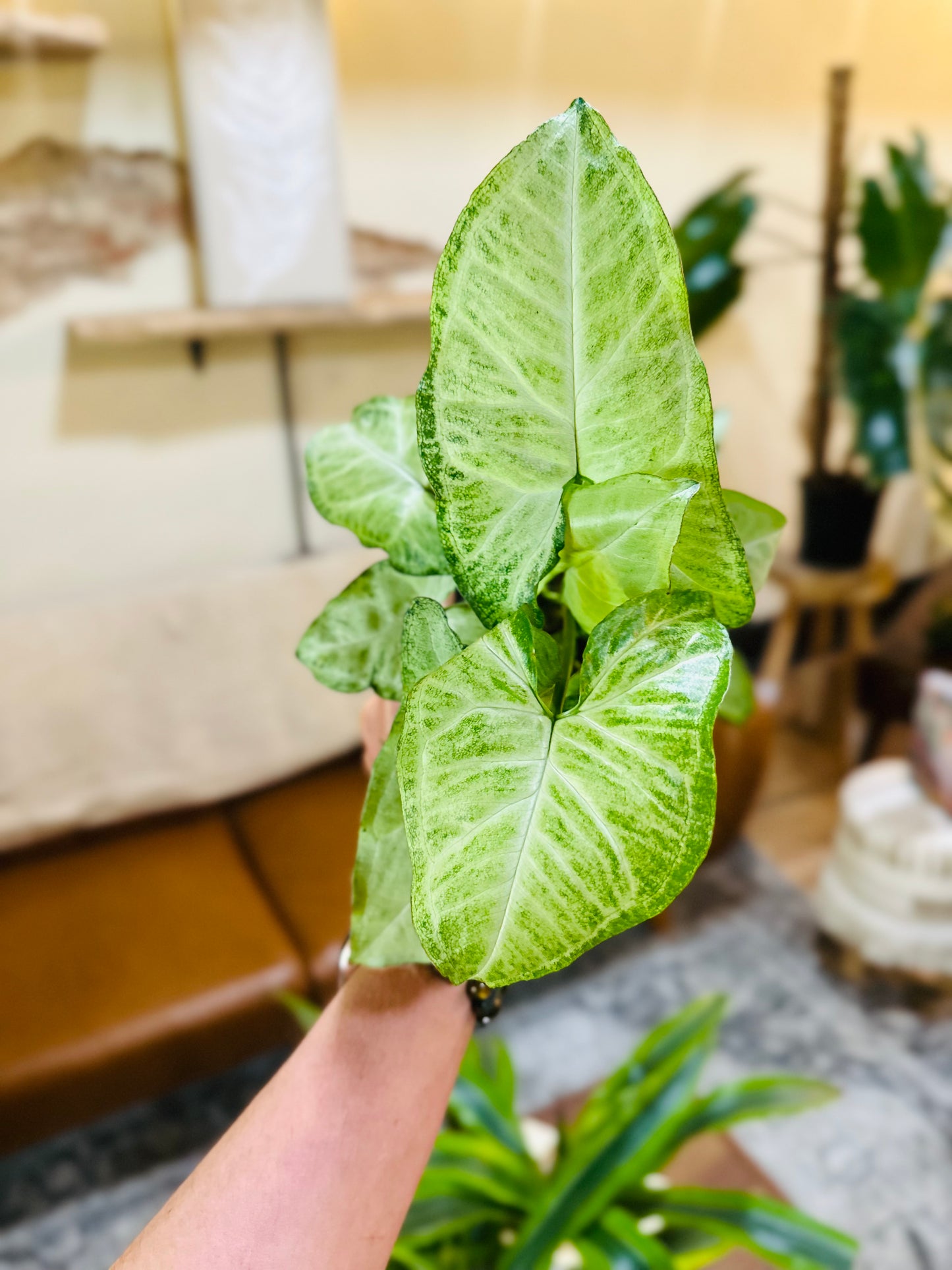 4" Syngonium