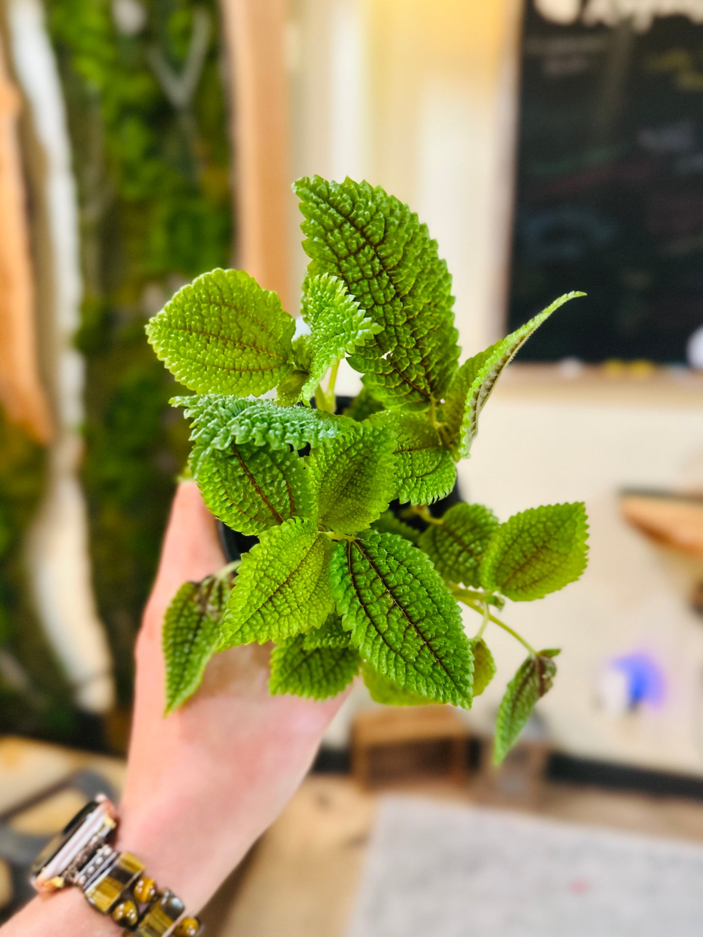 4" Pilea Moon Valley