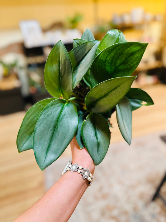 6" Scindapsus Treubli