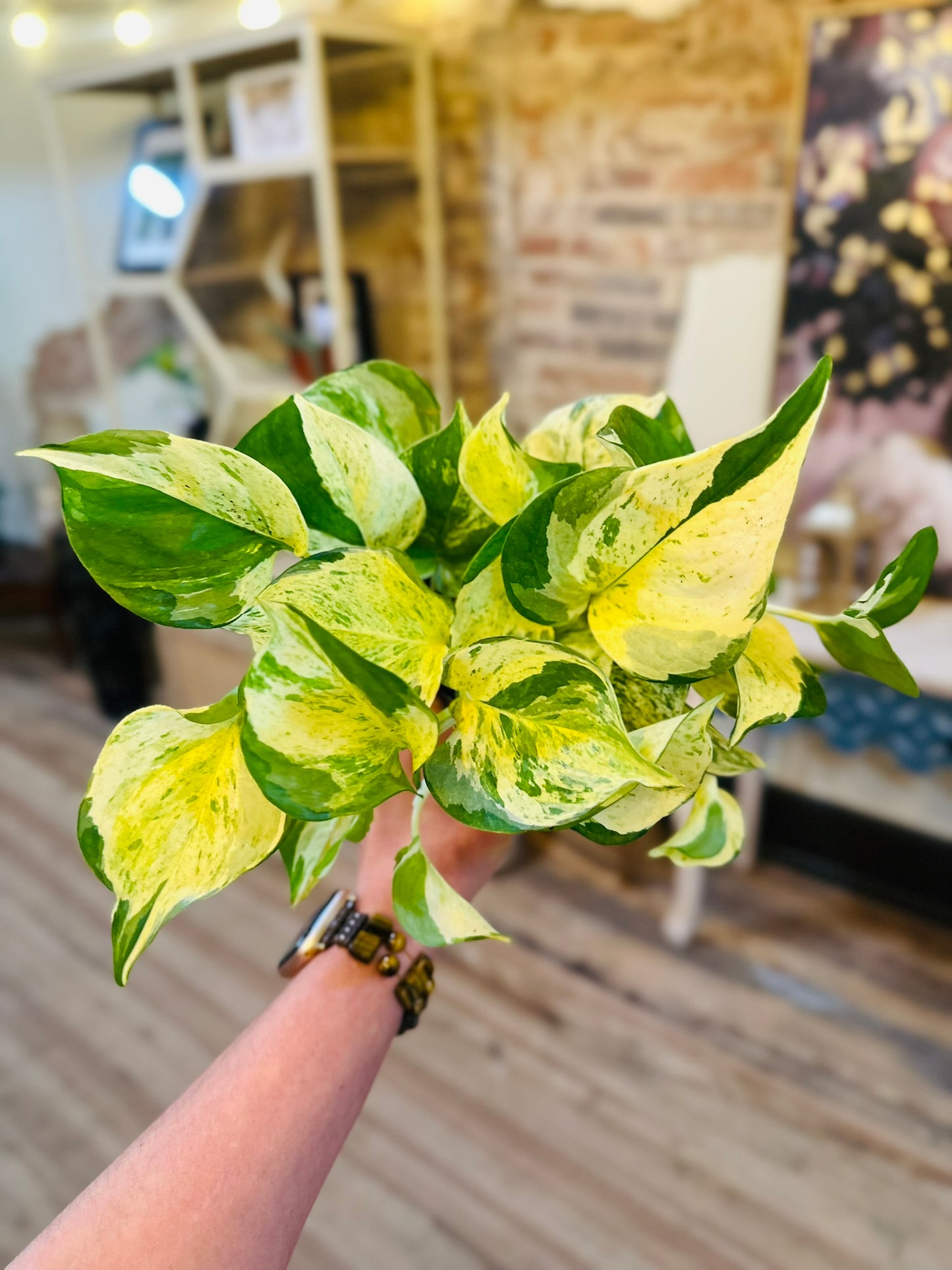 4" Manjula Pothos