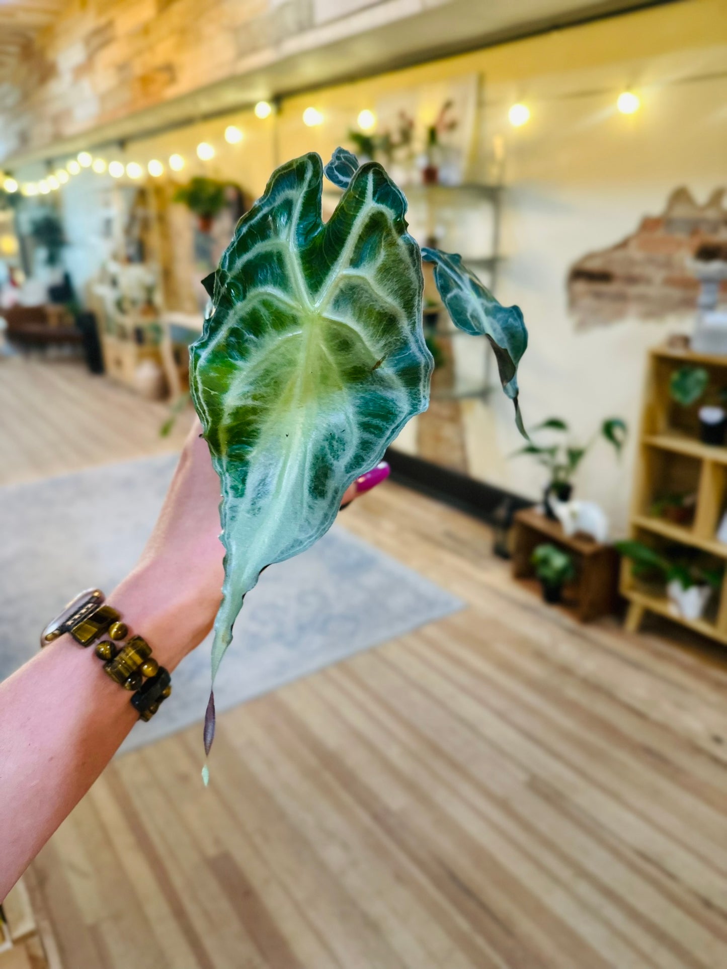 4" Alocasia Venom