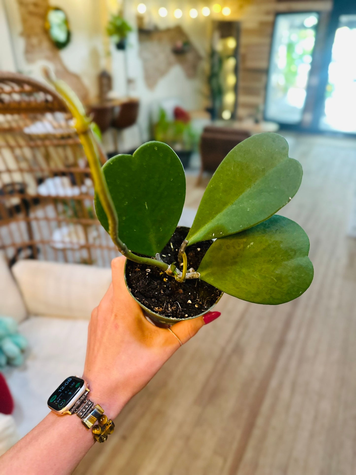 4" Hoya Kerri