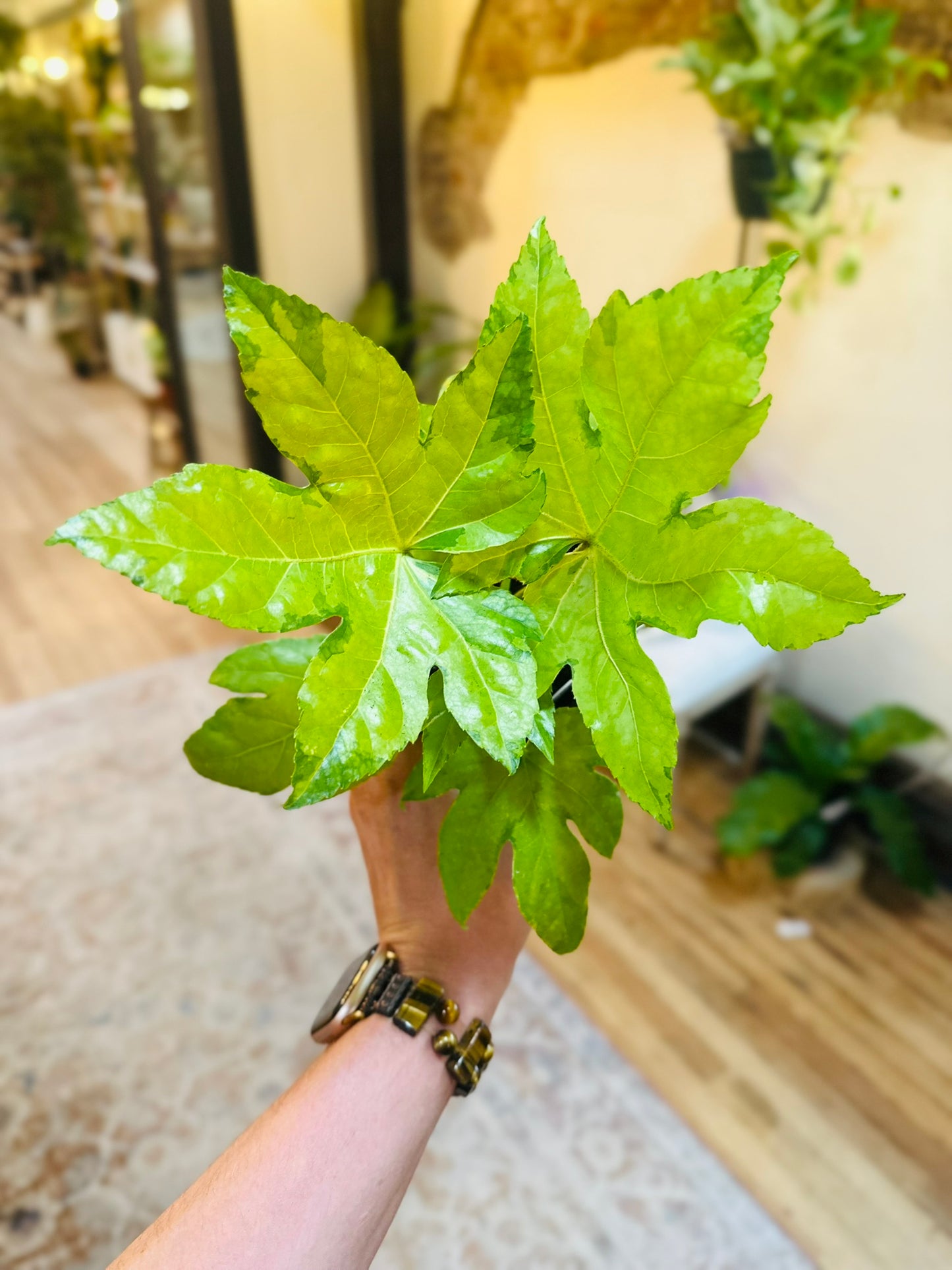 4" Variegated Japanese Aralia