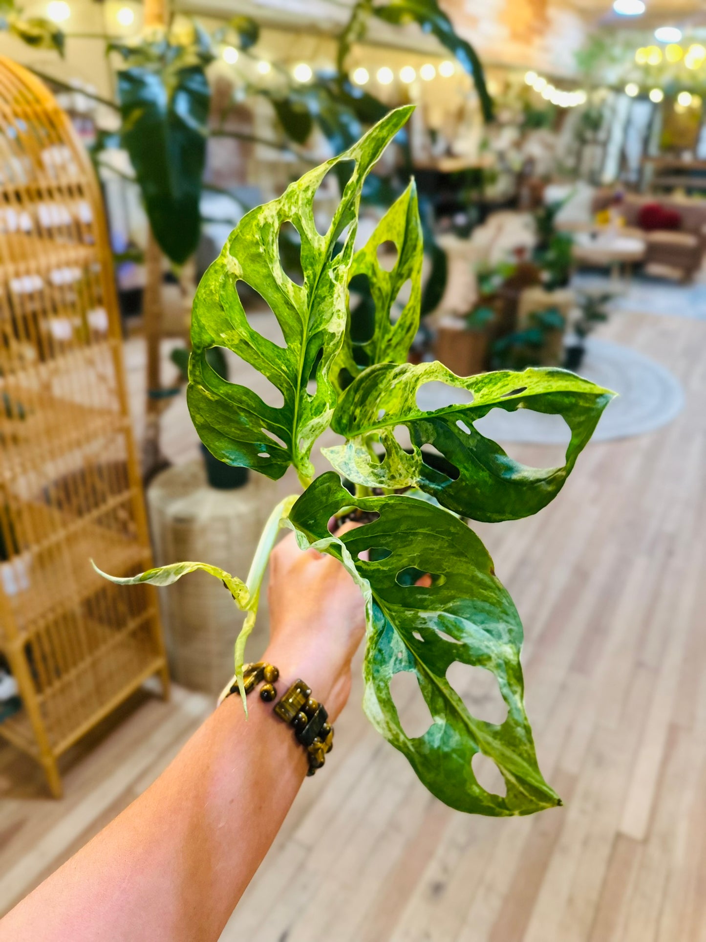 4" Monstera Adansonii Mint