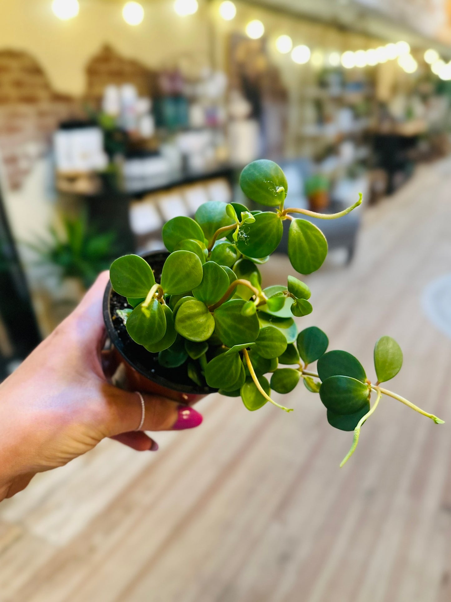 4" Peperomia Hope