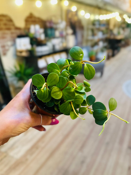 4" Peperomia Hope