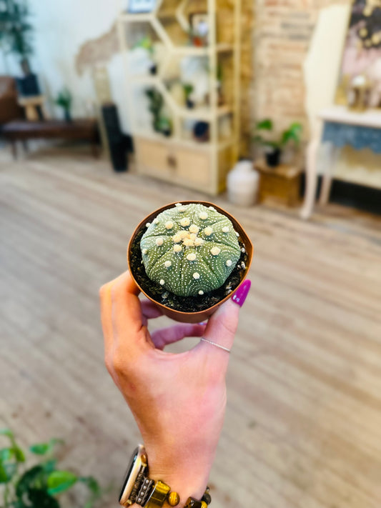 4" Star Cactus