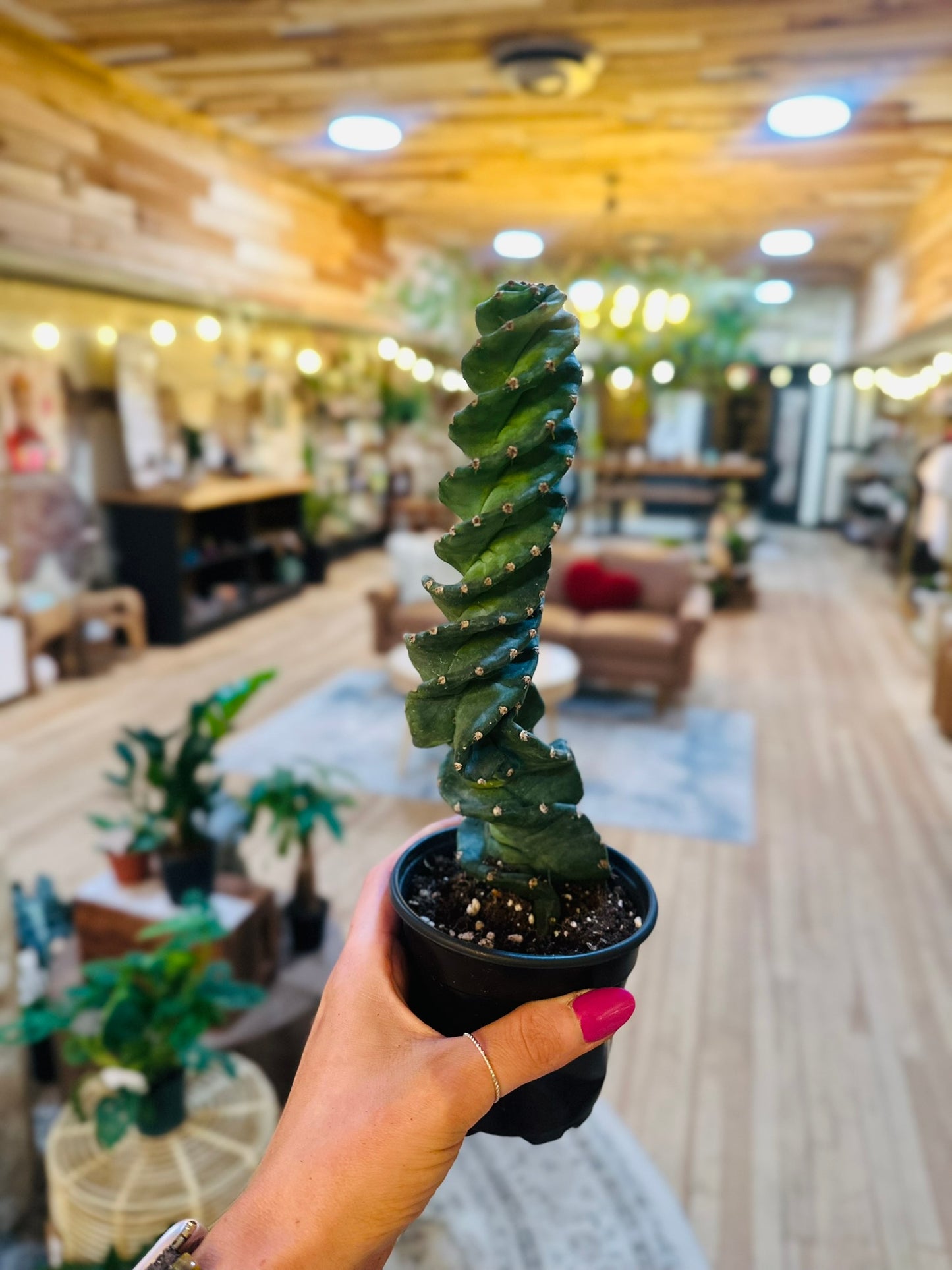 4" Spiralis Cactus
