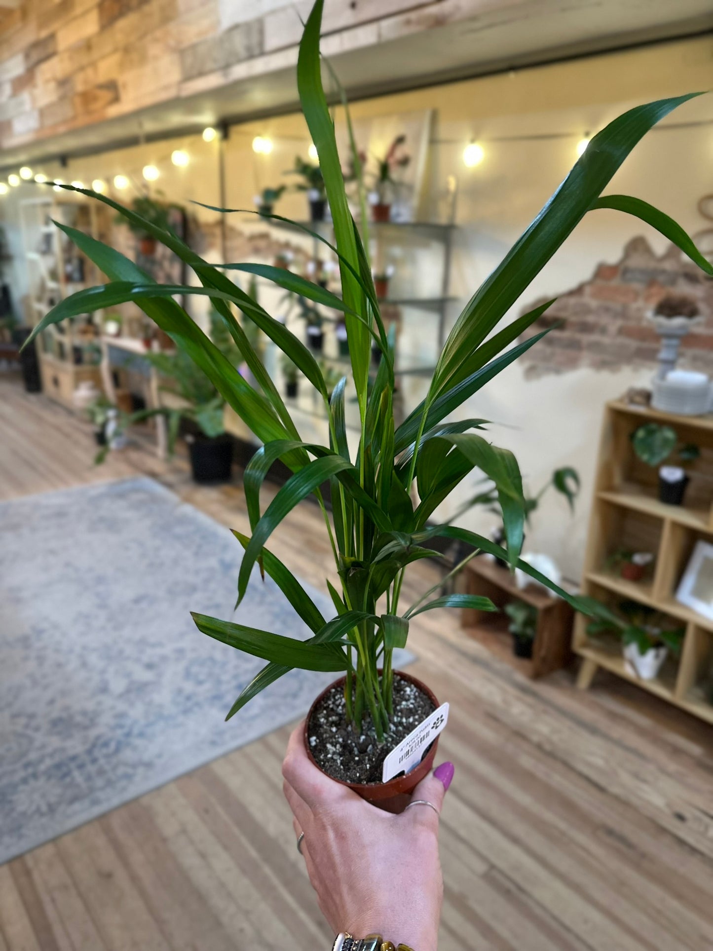 4" Areca Palm