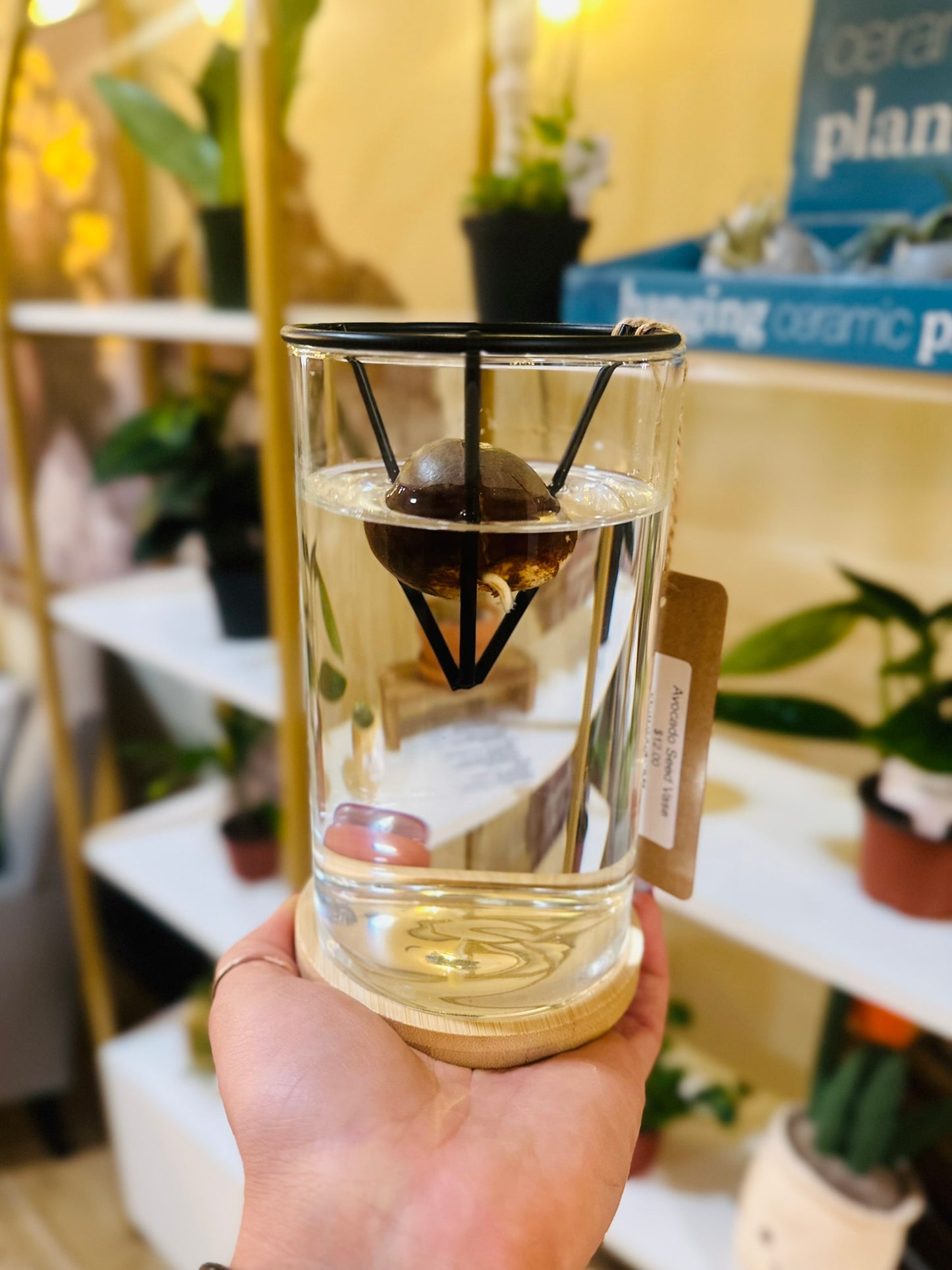Avocado Seed Vase