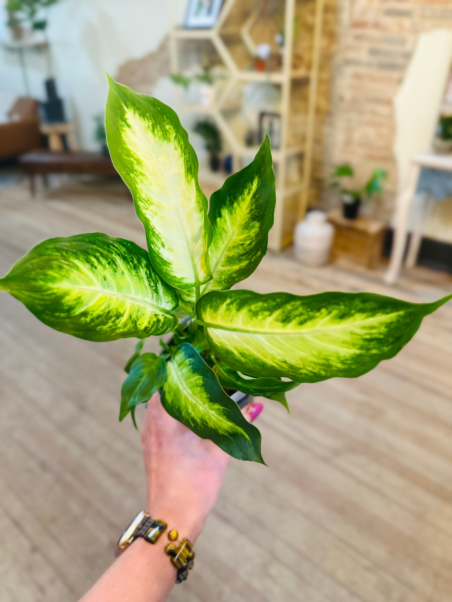 4" Dieffenbachia Marianne