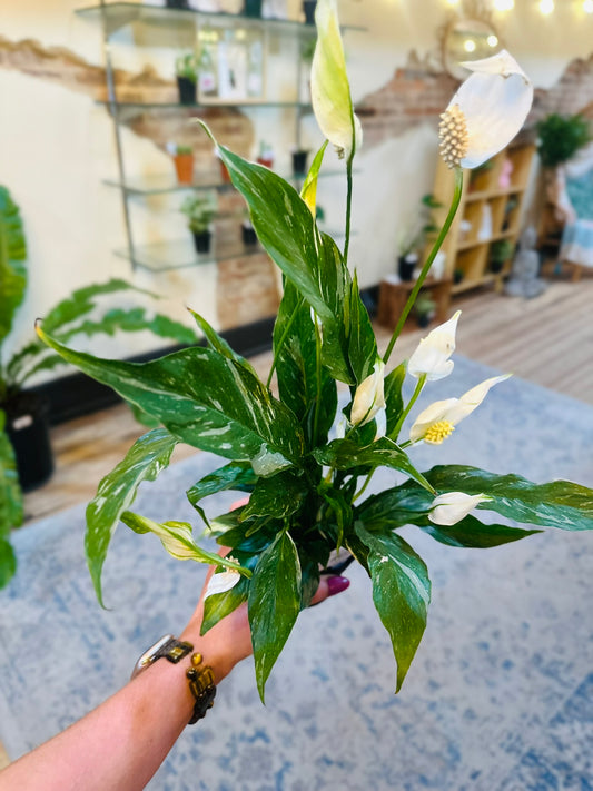 4" Peace Lily Domino