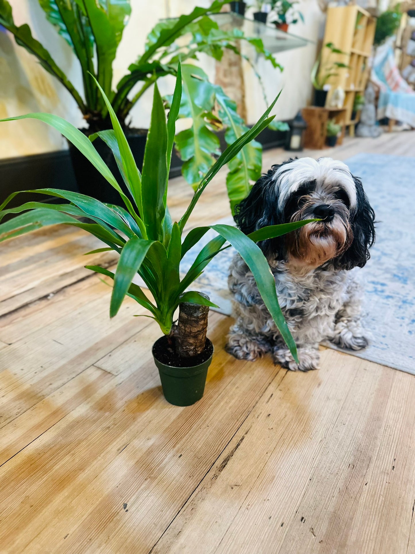 4" Yucca Cane