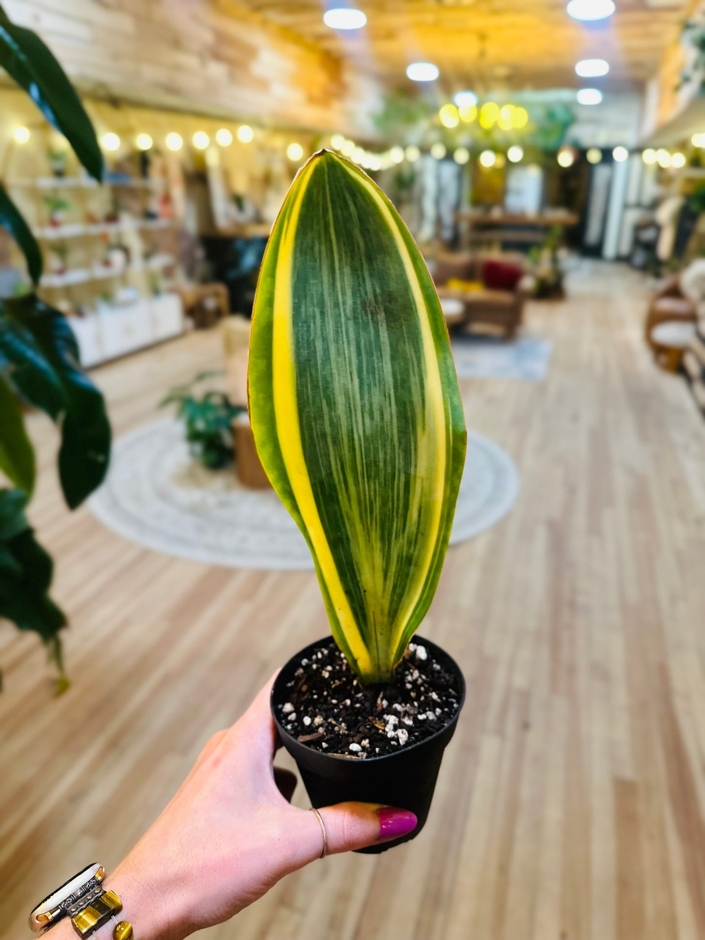 4" Variegated Whale Fin Snake Plant
