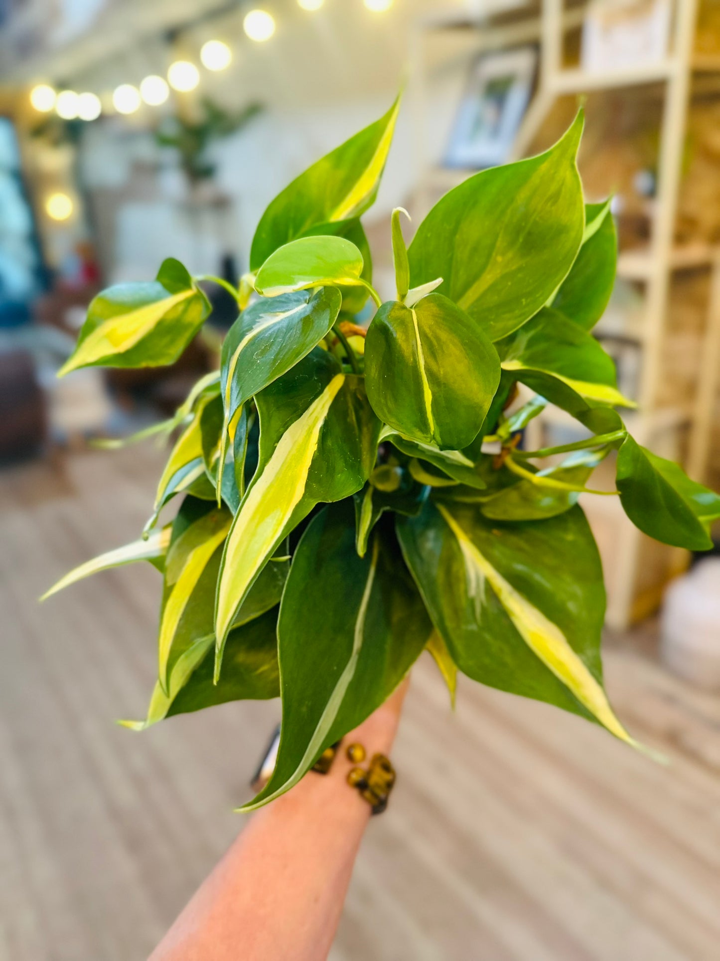 4" Philodendron Silver Stripe