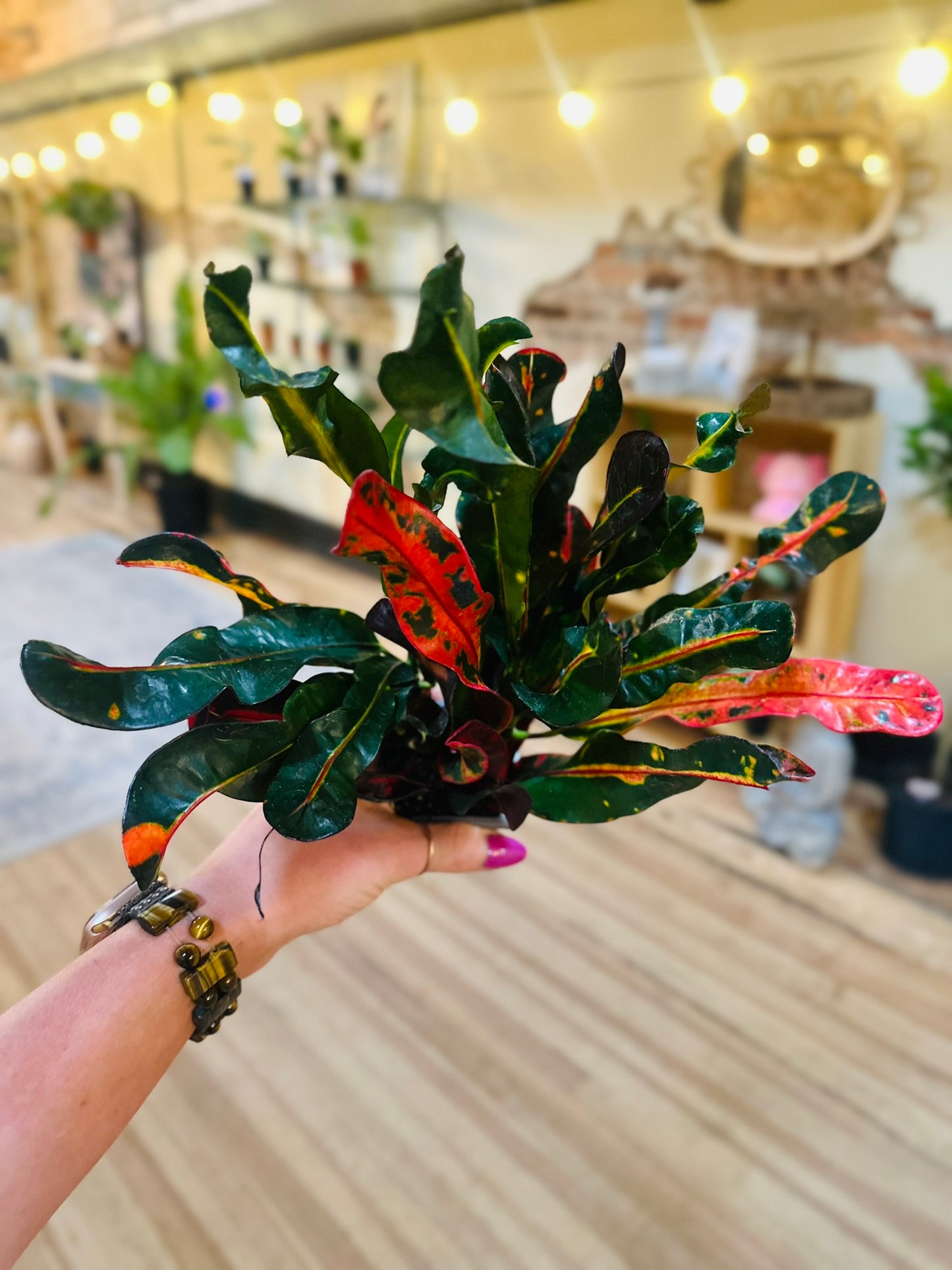 4" Croton Mammy
