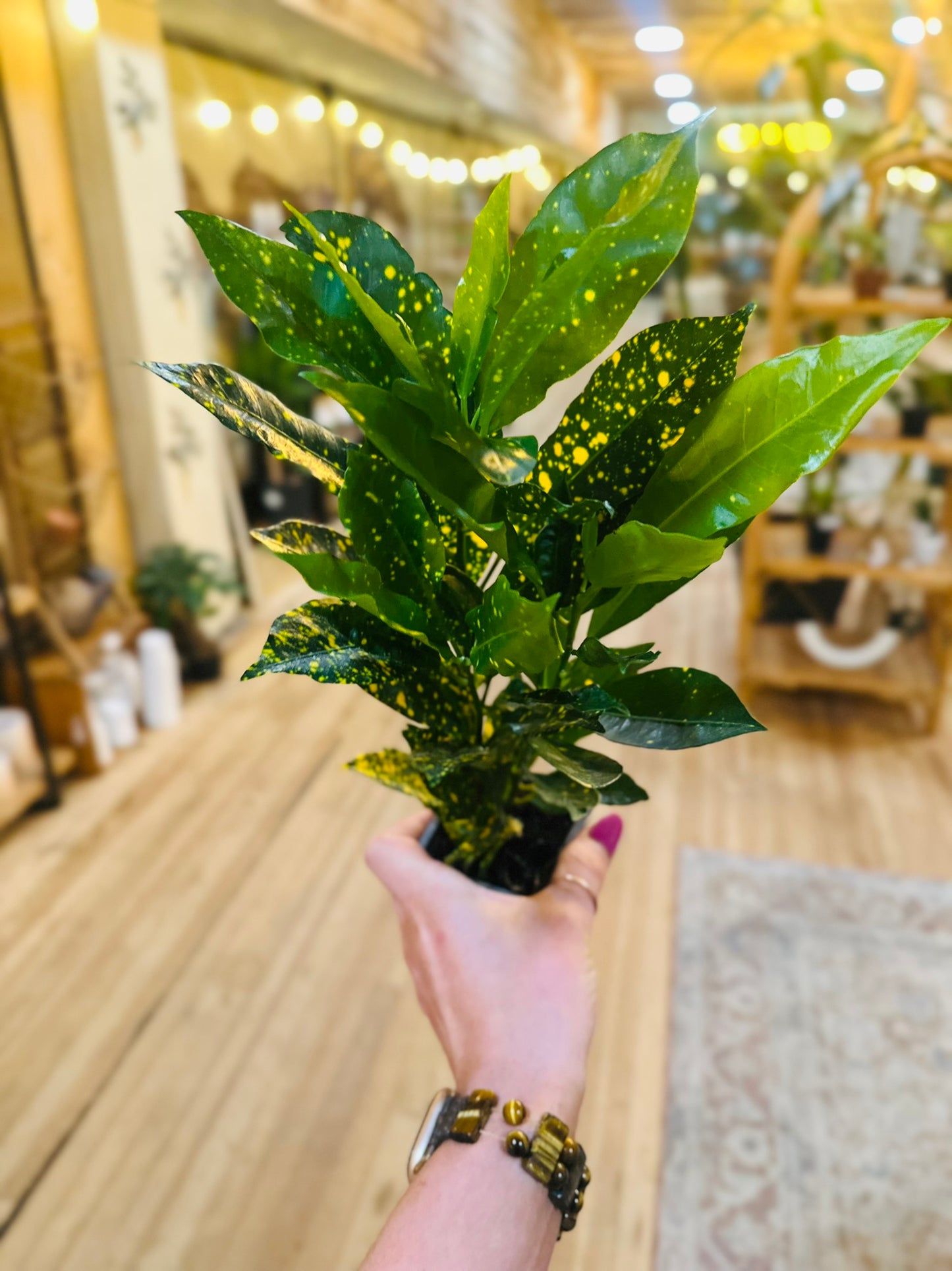 4" Gold Dust Croton