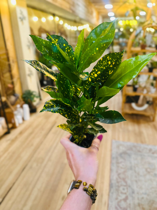 4" Gold Dust Croton