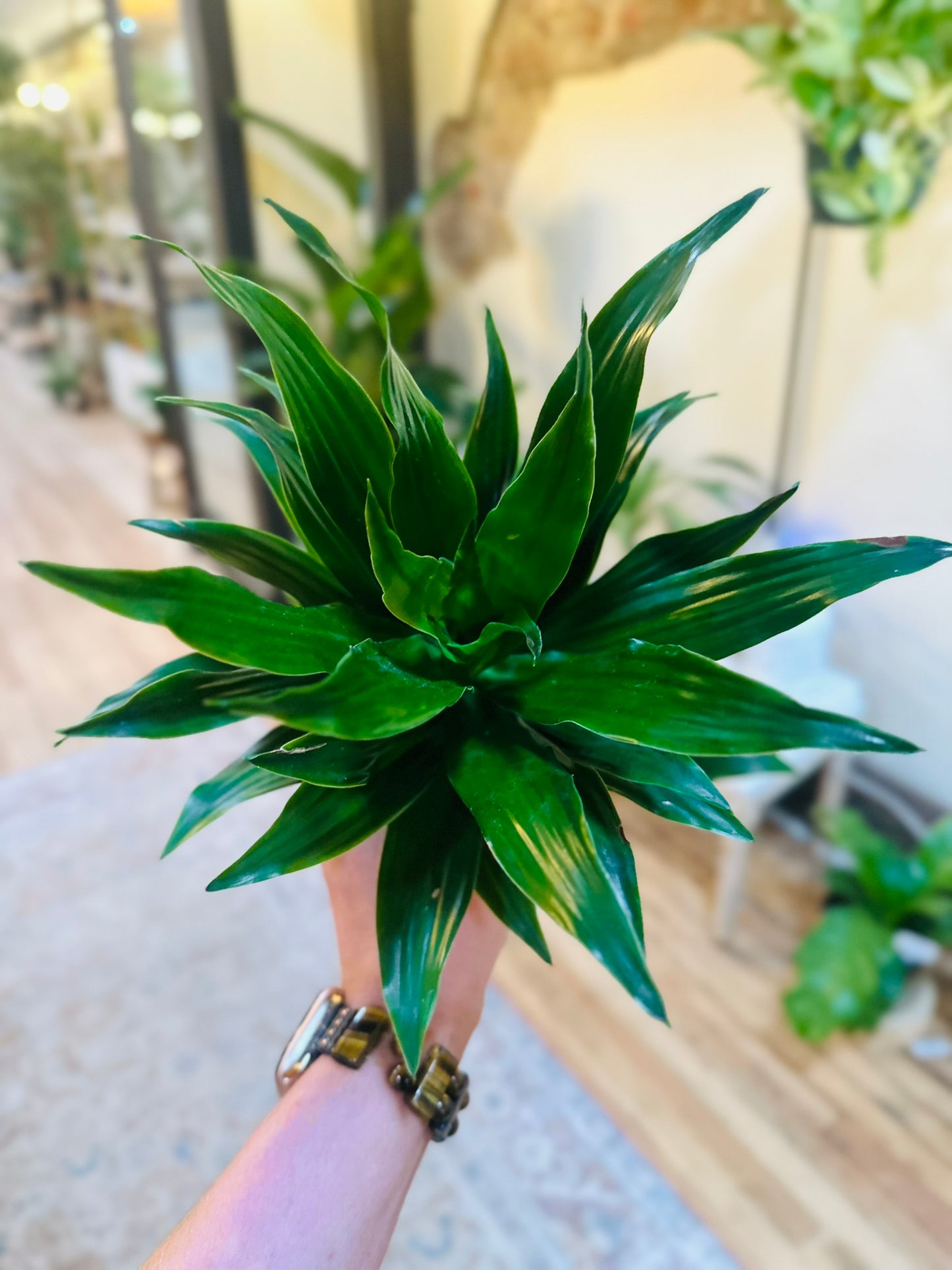 4" Dracaena Janet Craig