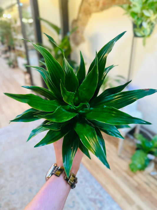 4" Dracaena Janet Craig