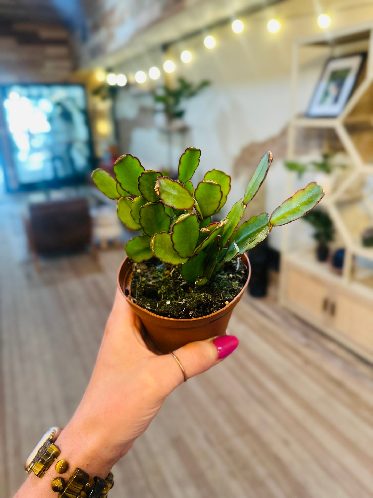 4" Holiday Cactus No Blooms