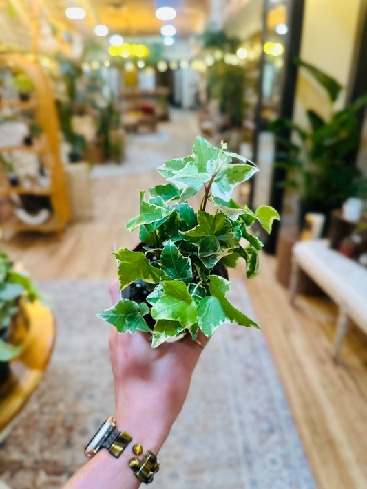 4" Variegated English Ivy