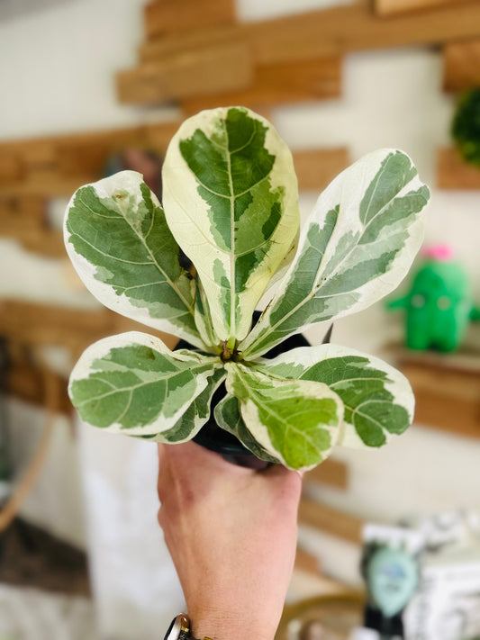 4" Variegated Fiddle Leaf Fig