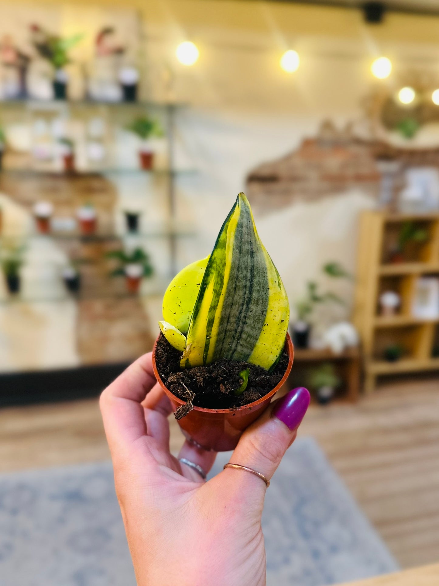 2.5" Koi Fin Snake Plant