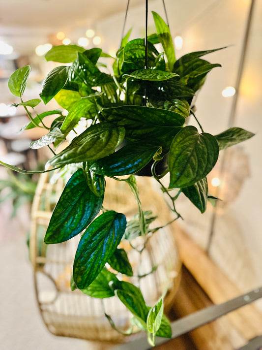 8" Monstera Peru Basket
