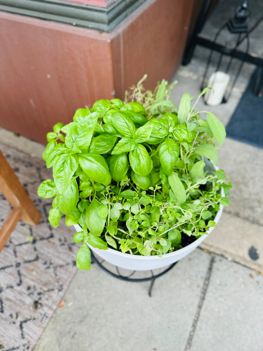 8" Herb Mix