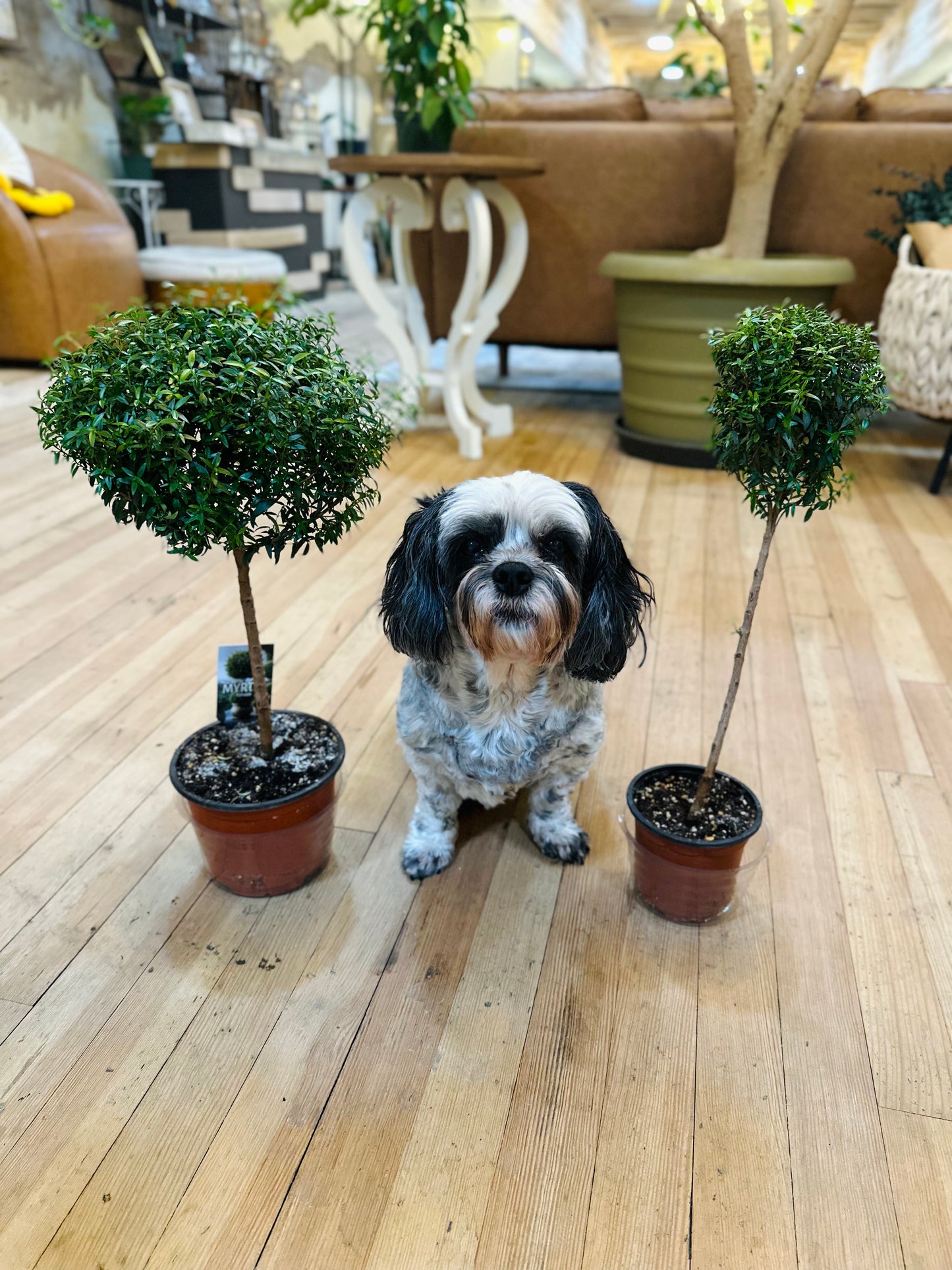 6" Myrtle Topiary