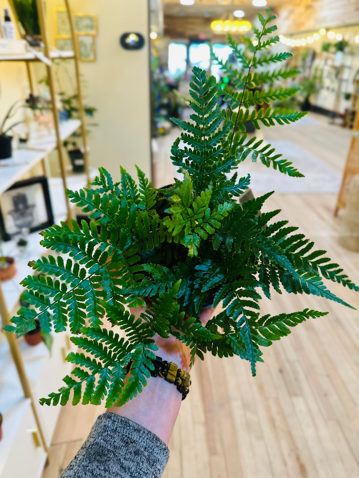 4" Korean Rock Fern