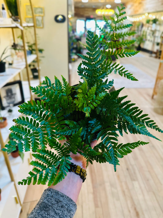 4" Korean Rock Fern